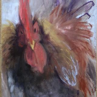  Coq Brahma 40x80 h/c